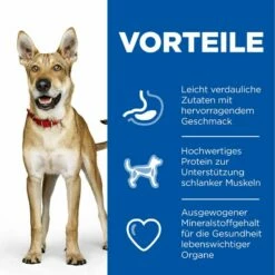Hills Science Plan Canine Adult Performance Huhn Trockenfutter Für Hunde 14 Kg Trockenfutter 5 Hills Science Plan Canine Adult Performance Huhn Trockenfutter Für Hunde 14 Kg Trockenfutter -Geflügelbedarf Verkäufe 2024 56YNreDWxr4Y 52742026114 3